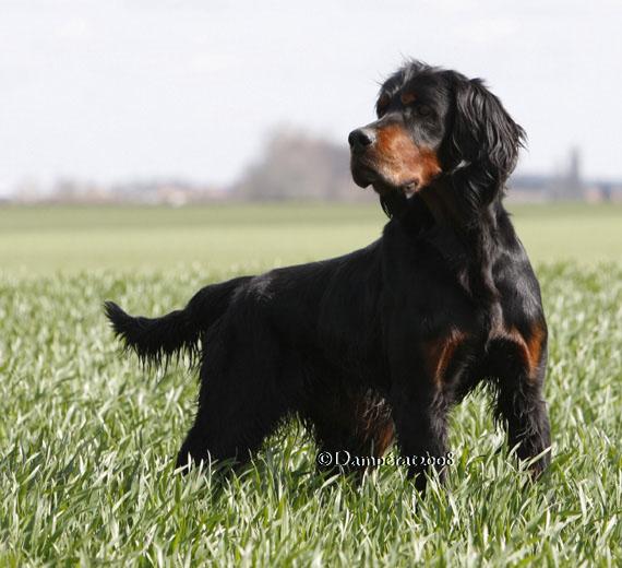 Techno du buisson au cerf | Gordon Setter 