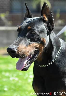 Exodus Restless Heart | Black Doberman Pinscher