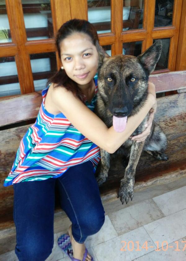 Santino | Dutch Shepherd 