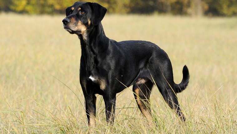 Transylvanian Hound