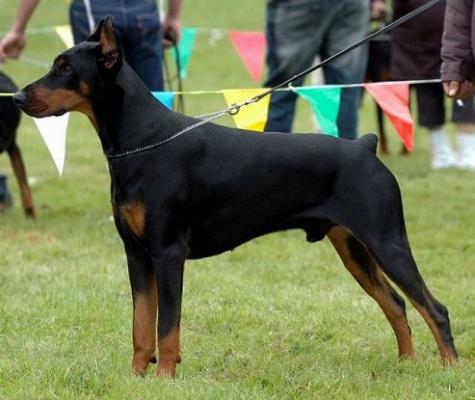 Yunker iz Zoosfery | Black Doberman Pinscher