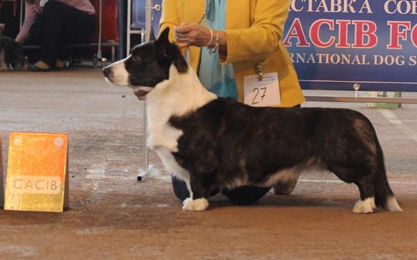 All Trade Hotdog | Cardigan Welsh Corgi 