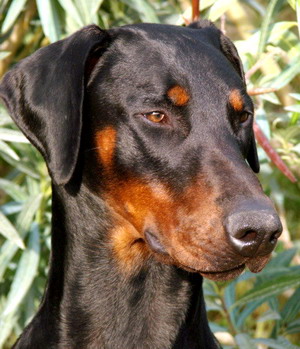 Ali-Khan Gomez del Palazzo di Shanta | Black Doberman Pinscher