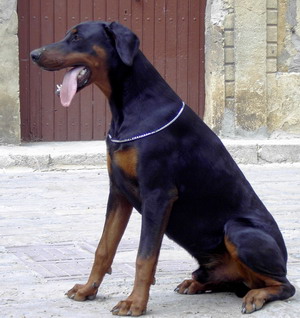 Akilys-Gomez del Palazzo di Shanta | Black Doberman Pinscher