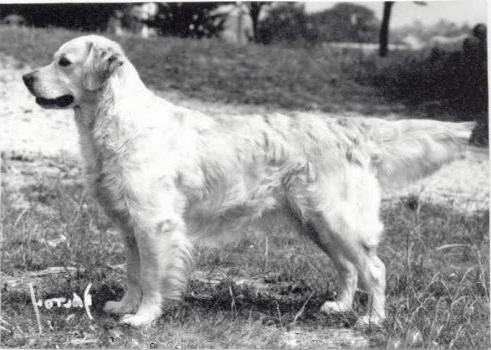 Rachenco Barbarella of Colbar | Golden Retriever 