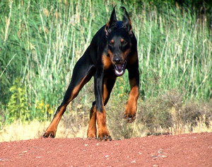 Arwen del Palazzo di Shanta | Black Doberman Pinscher