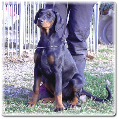 Bomba Latina del Palazzo di Shanta | Black Doberman Pinscher