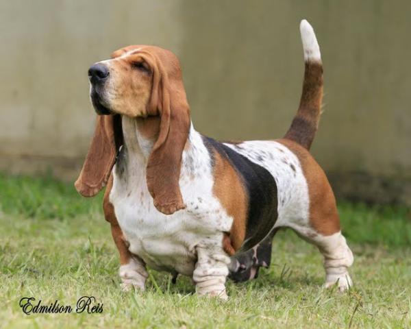 Brave Basset Erin Brockovich Bj-Mm | Basset Hound 