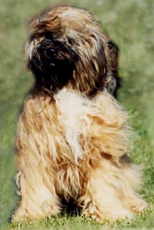 MALISHAR’S PETER PANACHE | Tibetan Terrier 