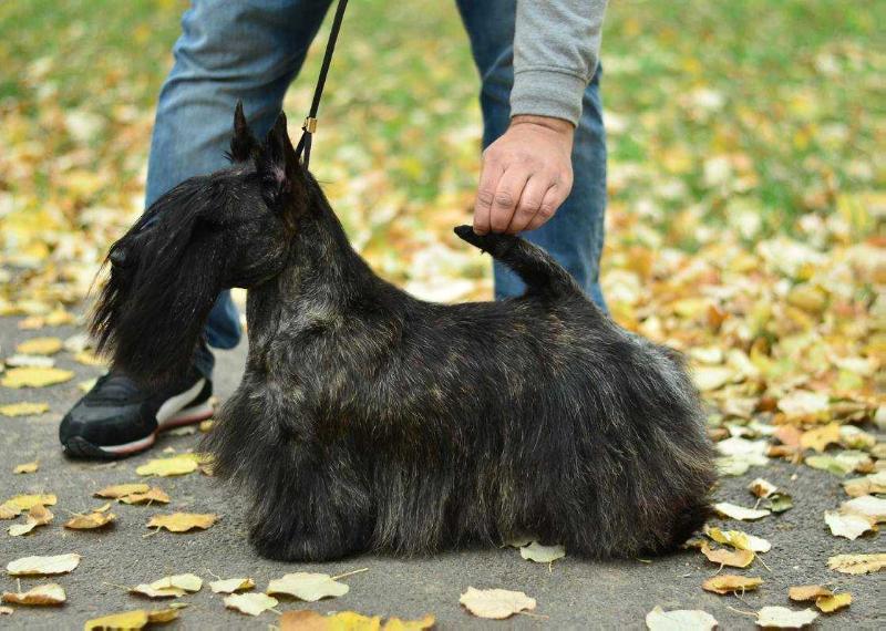 Raibeart Hypnotic Poison | Scottish Terrier 