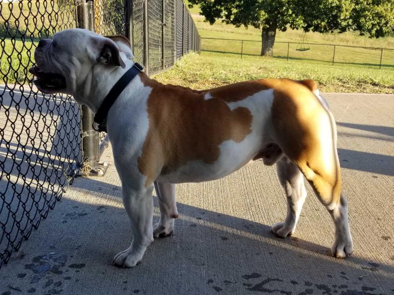 EastSide's Mistah J Jameson | Olde English Bulldogge 