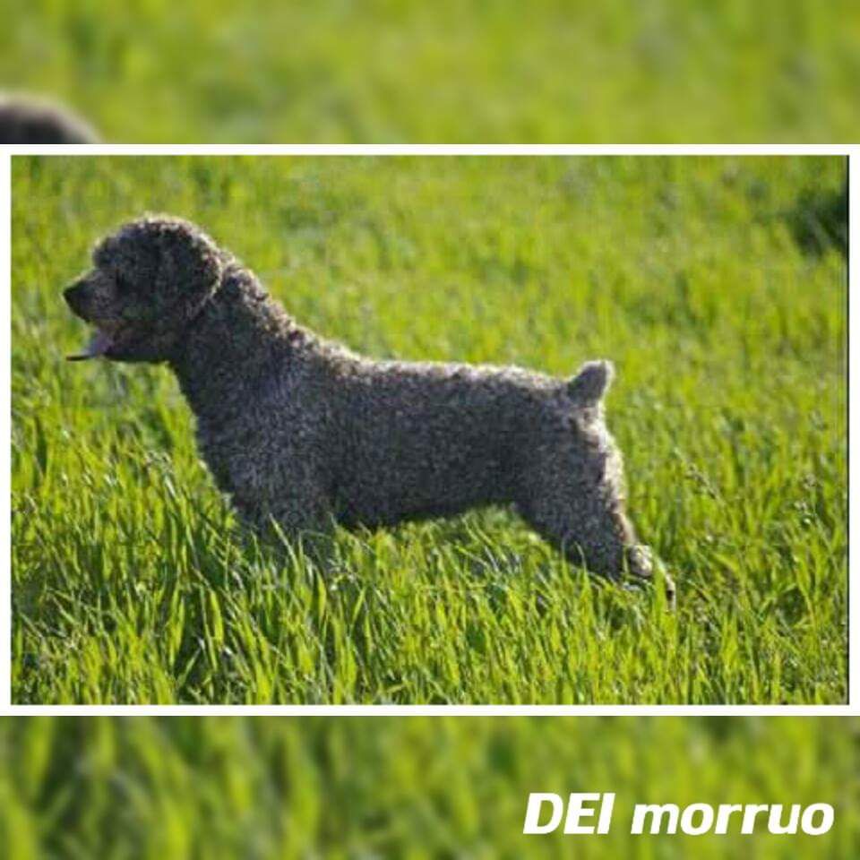 Rumba del Morruo | Spanish Water Dog 