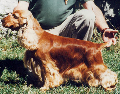 Corcovan Ronceval | English Cocker Spaniel 