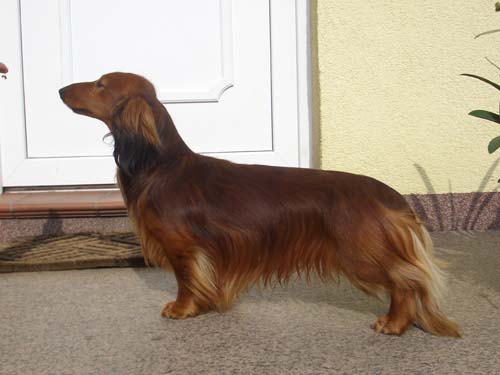 Yenkee von Charlottenhof | Dachshund 