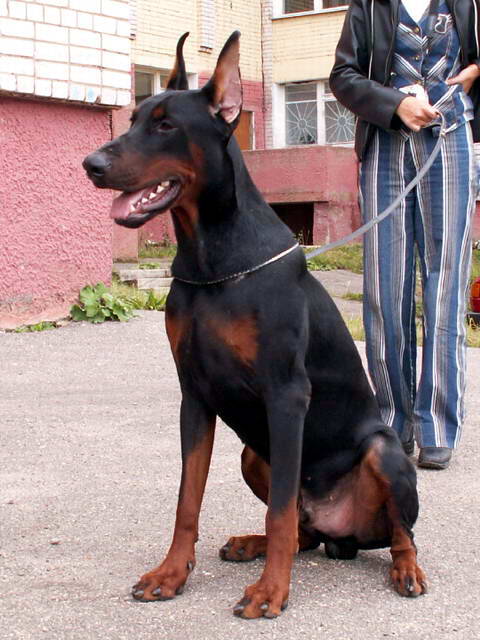 Svet Muroma Nord West | Black Doberman Pinscher