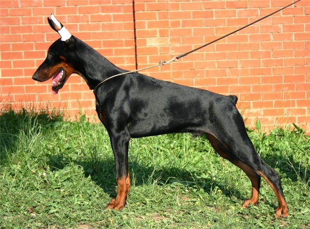 Mazerati de Bella y Feliz Estrella | Black Doberman Pinscher
