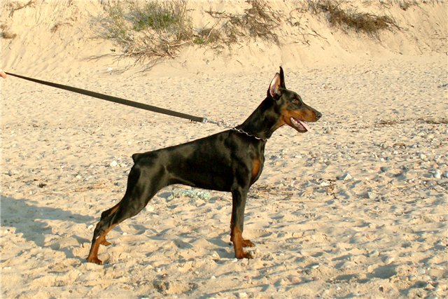 Manon de Bella y Feliz Estrella | Black Doberman Pinscher