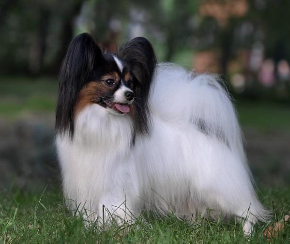 Ambassador Forussi | Papillon 