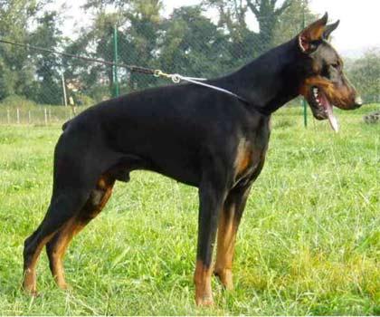 Vision de Swarlazd | Black Doberman Pinscher