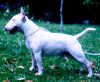 Amatol Crazy Horse | Miniature Bull Terrier 