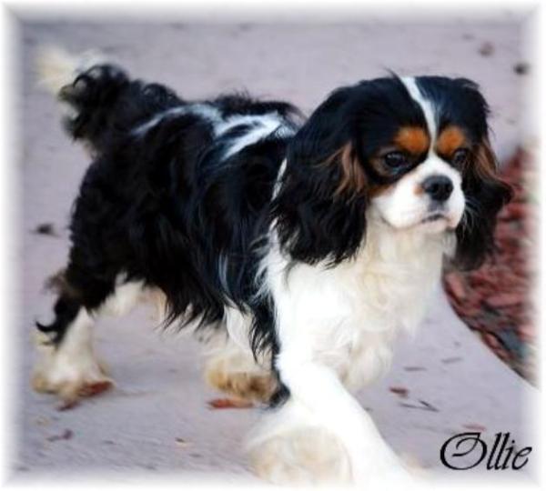 Sylvancreek Oliver Twist | Cavalier King Charles Spaniel 