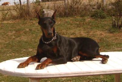 Rushane-Rotkappchen v. Rauberstolz | Black Doberman Pinscher