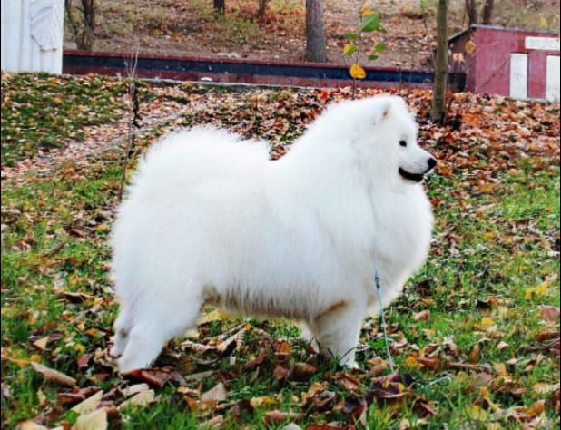 Gold Charm Injimarre Kristall | Samoyed 