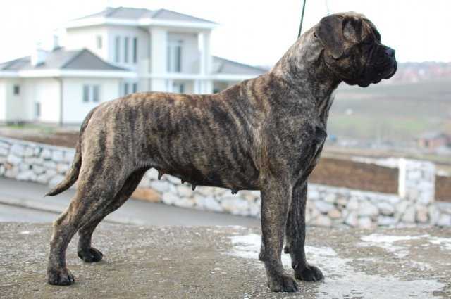 Varvara Iz Doma Svaroga | Bullmastiff 