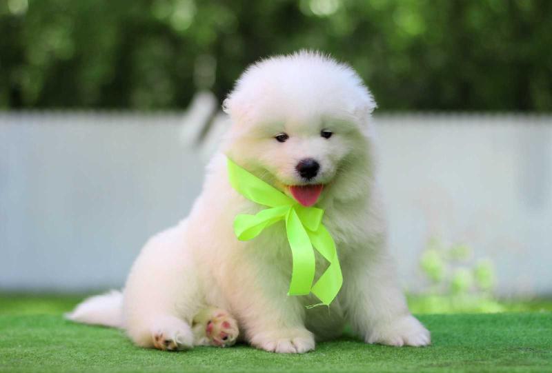 Sormovskaya Zarya Western Prince | Samoyed 