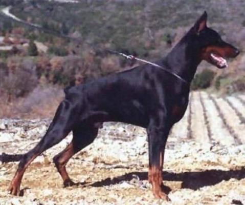 Nogoreck Nabul v. Bolcanstern | Black Doberman Pinscher