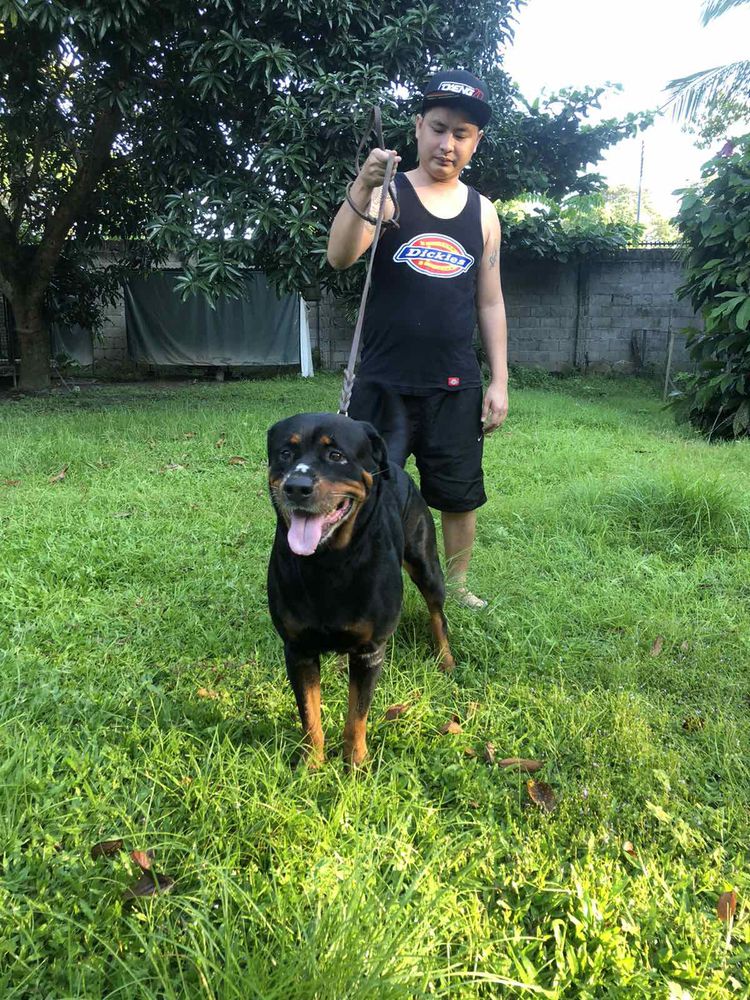 Oda von Lehonhaus | Rottweiler 