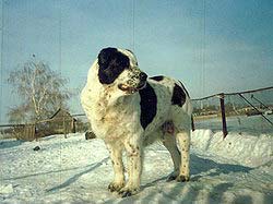 Ak nukker Nokot | Central Asian Shepherd Dog 