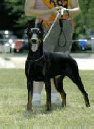Thalis-Tess v. Rauberstolz | Black Doberman Pinscher