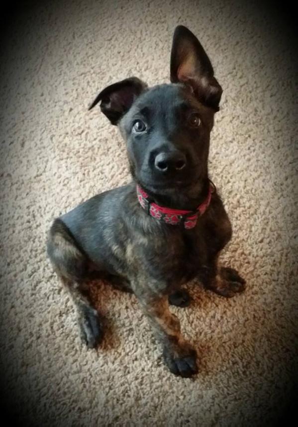 Justice | Dutch Shepherd 
