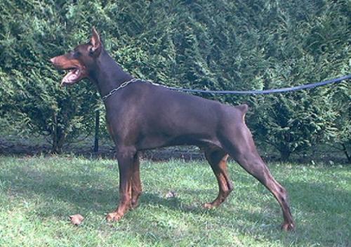 Rhodes du Clos des Poulains Noirs | Brown Doberman Pinscher