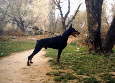 Escobar v. Cobra | Black Doberman Pinscher