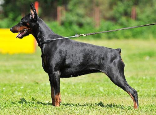 Modus Ost Kalina Krasnaya | Black Doberman Pinscher