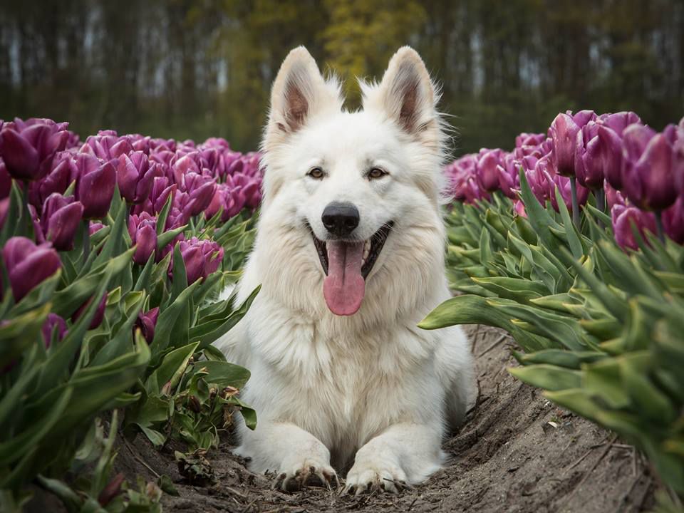 Easy vom weißen Birkenstolz | White Swiss Shepherd Dog 