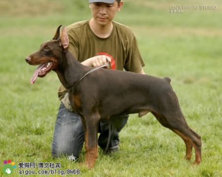 Sant Kreal Immortel | Brown Doberman Pinscher