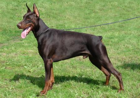 Sant Kreal Imperator | Brown Doberman Pinscher