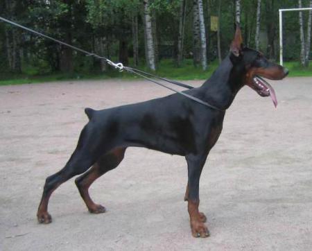 Sant Kreal Idea | Black Doberman Pinscher