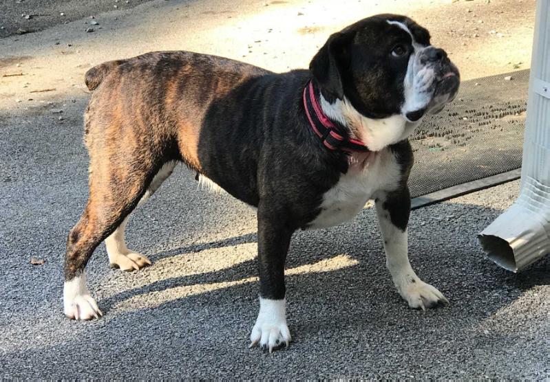 Sophie Renison | Olde English Bulldogge 