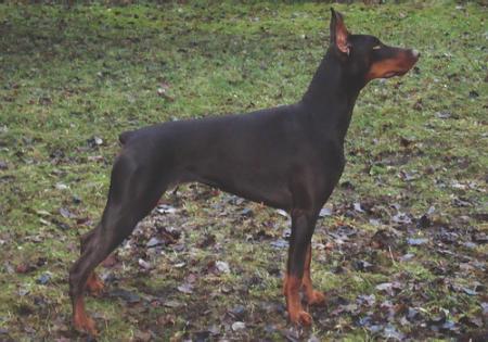 Sant Kreal Isidora | Brown Doberman Pinscher