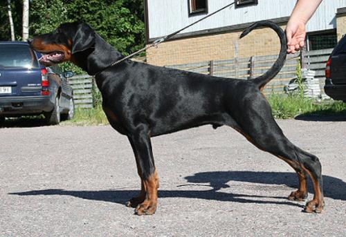 True North Kronos | Black Doberman Pinscher