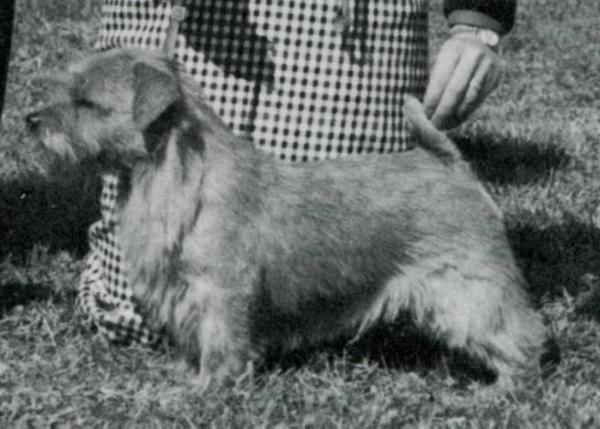 Jaeva Matti Brown | Norfolk Terrier 