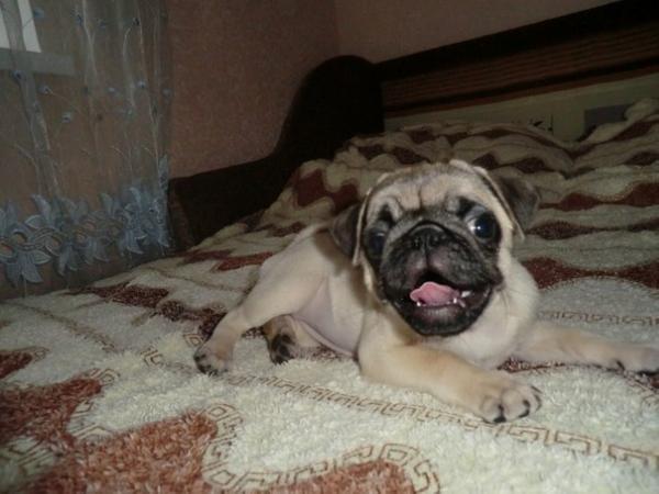 Wilma iz Raya | Pug 