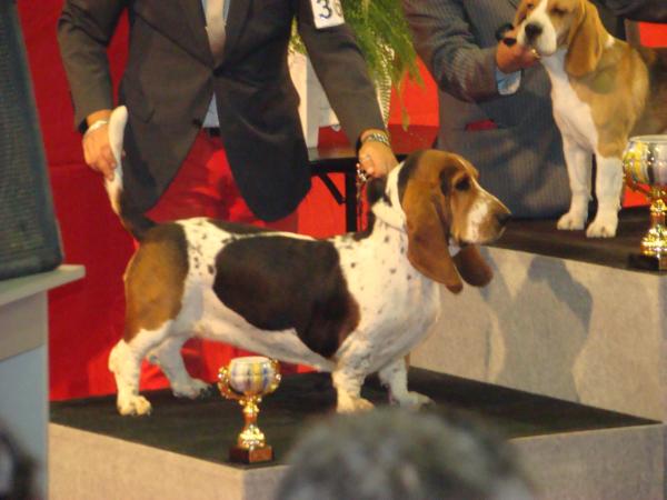 manchita aka cata | Basset Hound 