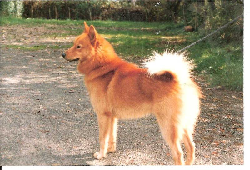 C'KARHU de la Cascade des Jarreaux | Finnish Spitz 