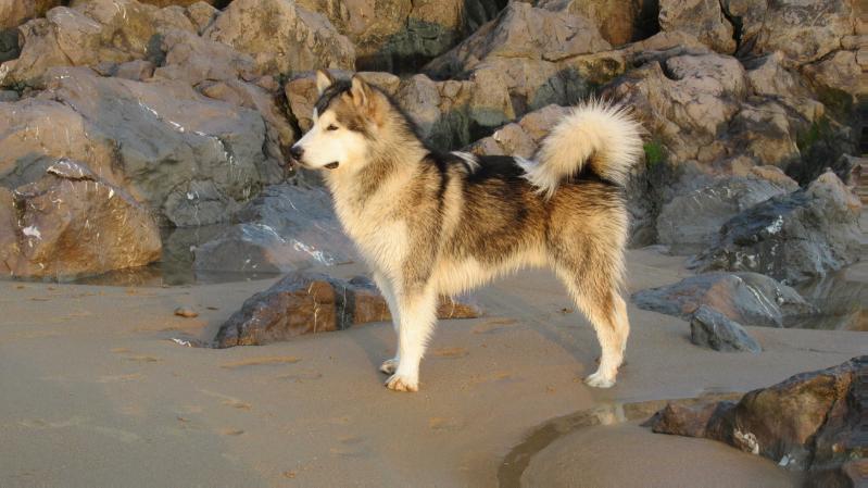 Arastadar (Kabluna no me encontraran) | Alaskan Malamute 