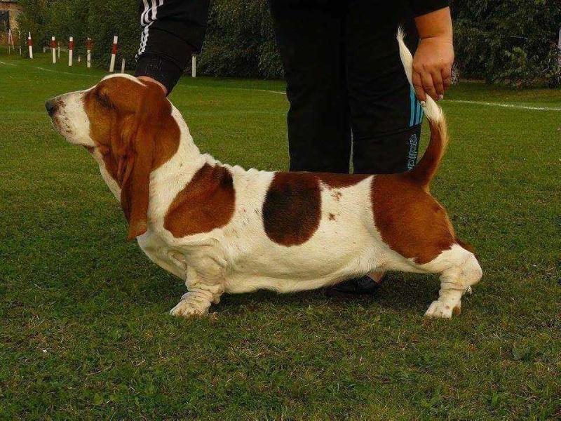 Forever Long Ears Florida Sunshine | Basset Hound 